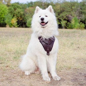 Черная шлейка из кожи для самоедской собаки «Working Dog»